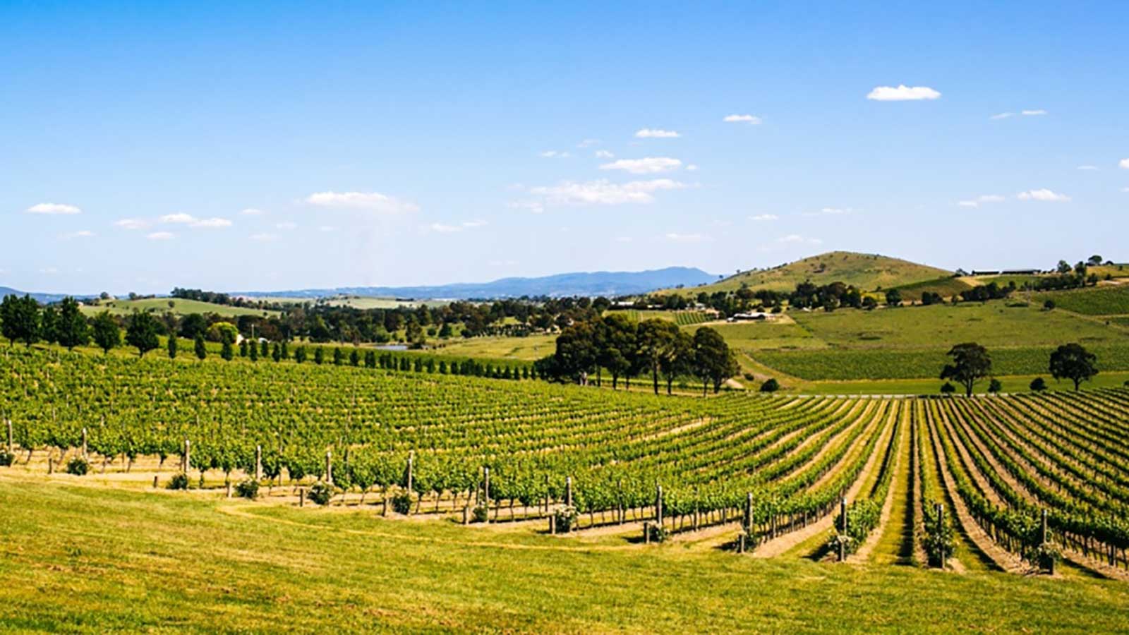 Moonlight Bay Apartments - Local Attractions - Wineries
